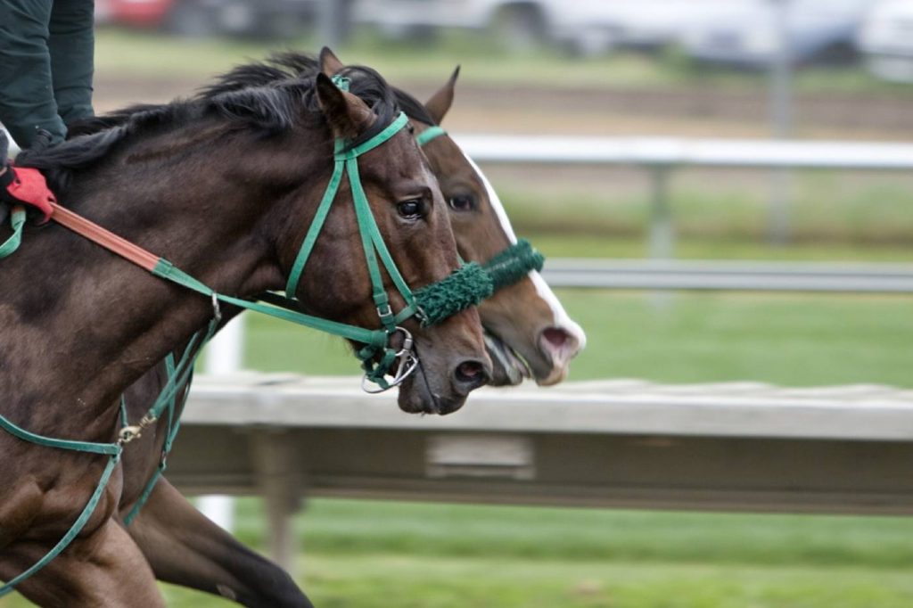 horse racing - two horses heads